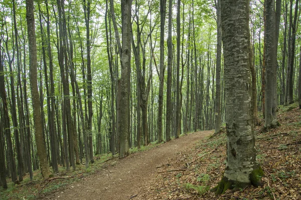 Antik kayın ormanı Karpat Dağları eteklerinde.