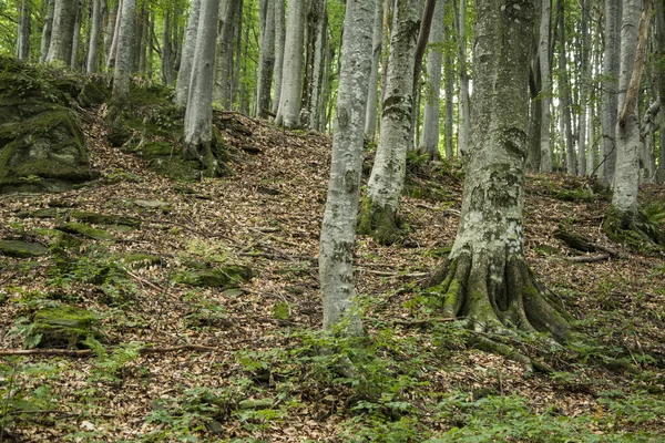 Αρχαία Οξιά Δάσος Στις Πλαγιές Της Οροσειράς Των Καρπαθίων — Φωτογραφία Αρχείου