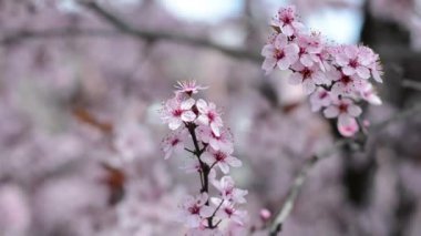 Güneşli bir günde ağaçlarda pembe kiraz çiçekleri bir sürü.