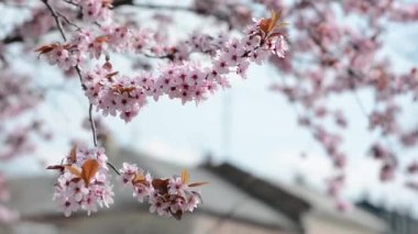 Güneşli bir günde ağaçlarda pembe kiraz çiçekleri bir sürü.