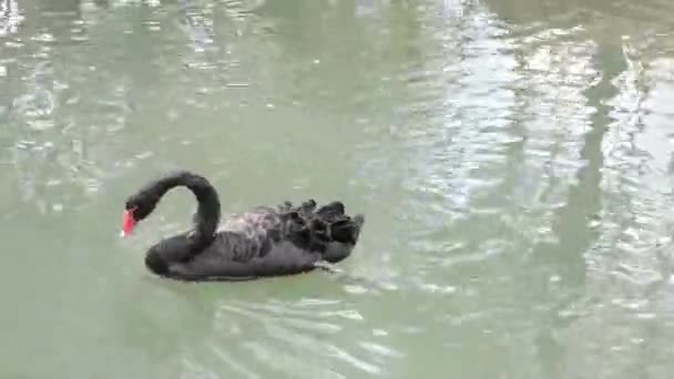 春に湖で泳ぐ黒い白鳥 — ストック動画