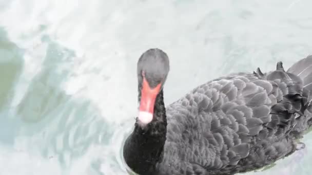 Ein Schwarzer Schwan Schwimmt Frühling Auf Einem See — Stockvideo