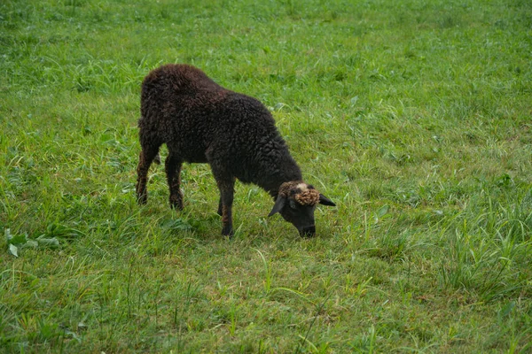 Ein Schwarzes Schaf Grast Auf Einem Grünen Rasen — Stockfoto