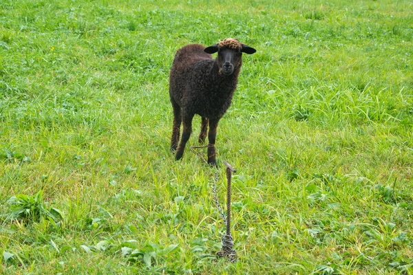 Ein Schwarzes Schaf Grast Auf Einem Grünen Rasen — Stockfoto