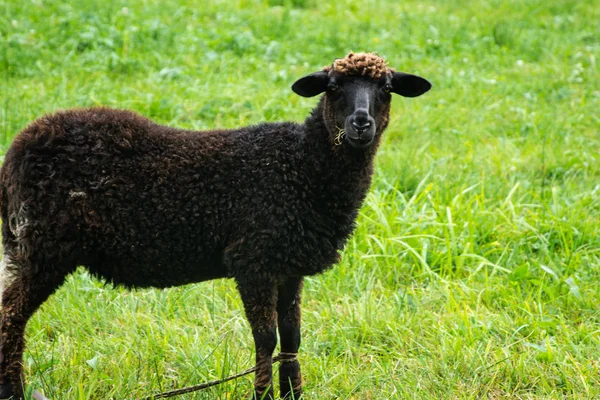 黒い羊が緑の芝生の上を放牧する — ストック写真