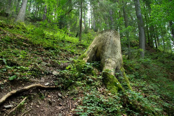 Ένα Τεράστιο Κούτσουρο Ένα Παλιό Καταπράσινο Ορεινό Δάσος — Φωτογραφία Αρχείου