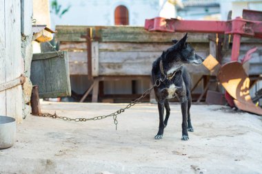 Bir tasma üzerinde ortak siyah bahçesinde köpek.