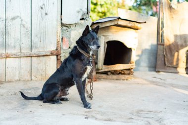 Bir tasma üzerinde ortak siyah bahçesinde köpek.