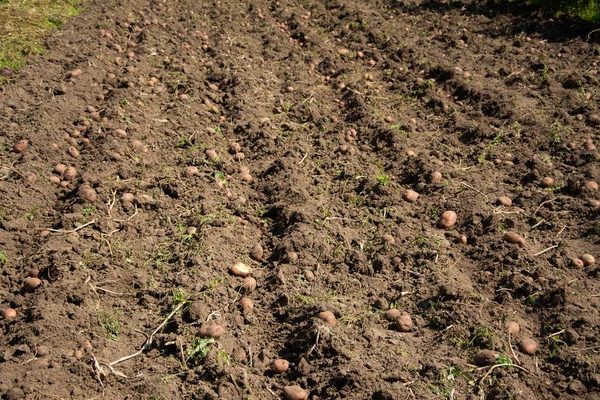 Żniwa Ziemniaczana Leży Wykopanych Ziemi — Zdjęcie stockowe