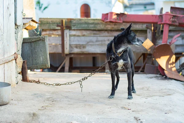 Bir tasma üzerinde ortak siyah bahçesinde köpek.