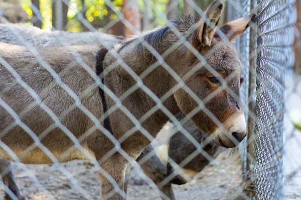 Ein Normaler Esel Steht Zoo Hinter Einem Käfig — Stockfoto