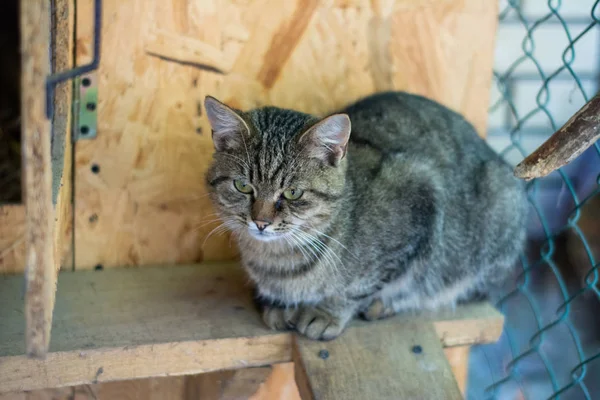 Eine Einfache Hauskatze Sitzt Käfig — Stockfoto