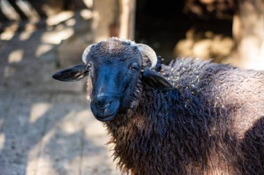 Çiftlikteki çitin arkasındaki genç kara koyun.
