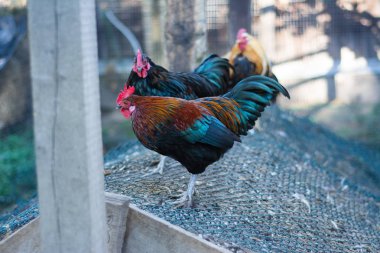 Güzel çok renkli horoz çiftlik etrafında yürüyor.