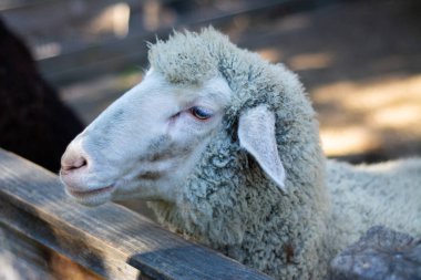 Sıradan bir koyun bir çiftlikte bir çitarkasından dışarı bakar.