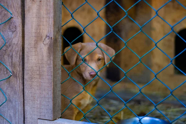 Cachorro Marrón Ordinario Perro Doméstico Sienta Detrás Una Jaula Una — Foto de Stock