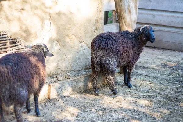 農場のフェンスの後ろにいる若い黒い羊 — ストック写真