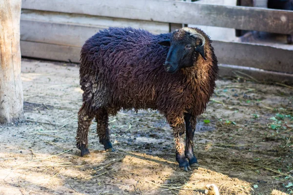 Giovane Pecora Nera Dietro Recinzione Alla Fattoria — Foto Stock