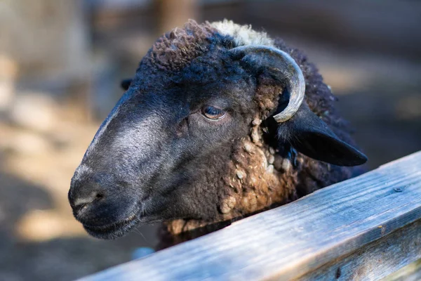 Junge Schwarze Schafe Hinter Dem Zaun Bauernhof — Stockfoto