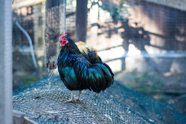 Güzel çok renkli horoz çiftlik etrafında yürüyor.