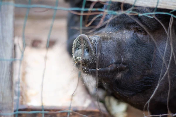 Homme Photographie Cochon Derrière Les Barreaux Dans Zoo Téléphone — Photo