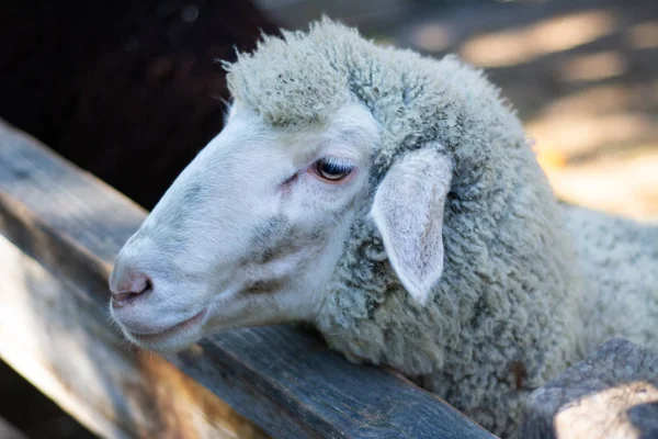 Ein Gewöhnliches Schaf Blickt Hinter Einem Zaun Auf Einem Bauernhof — Stockfoto