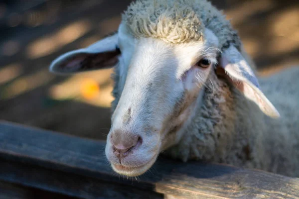 Ein Gewöhnliches Schaf Blickt Hinter Einem Zaun Auf Einem Bauernhof — Stockfoto