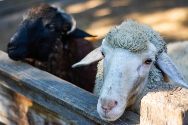 Una Oveja Ordinaria Mira Desde Detrás Una Cerca Una Granja — Foto de Stock