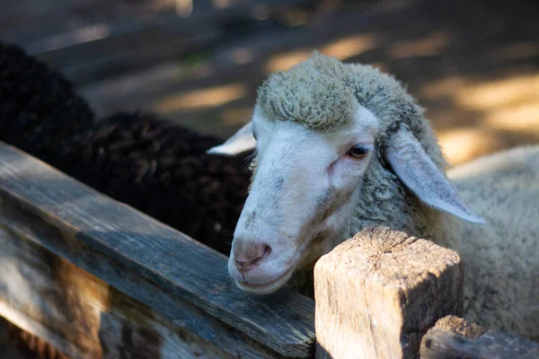 Ein Gewöhnliches Schaf Blickt Hinter Einem Zaun Auf Einem Bauernhof — Stockfoto