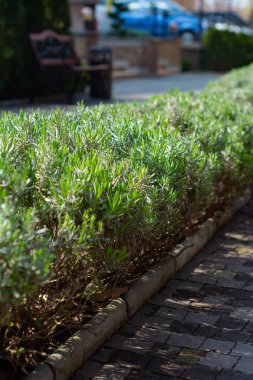 Parkta lavanta çalıları bir çiçek yatak.