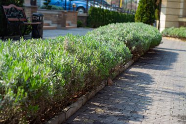Parkta lavanta çalıları bir çiçek yatak.