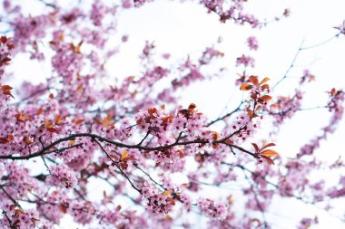 Pembe kiraz nisan ayında bahçede çılgınca çiçek açar.