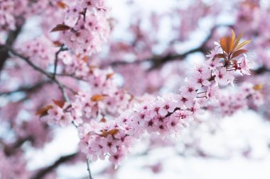 Pembe kiraz nisan ayında bahçede çılgınca çiçek açar.