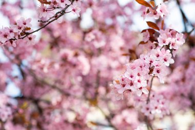 Pembe kiraz nisan ayında bahçede çılgınca çiçek açar.