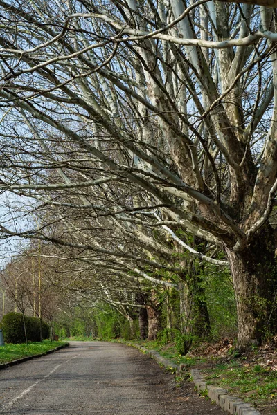 Steeg Van Kale Bomen Het Voorjaar Het Park — Stockfoto