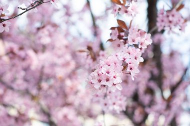 Pembe kiraz nisan ayında bahçede çılgınca çiçek açar.