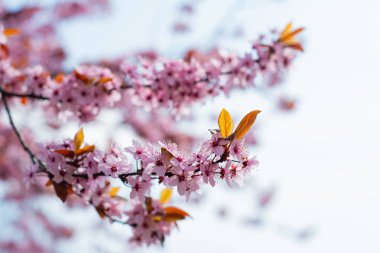 Pembe kiraz nisan ayında bahçede çılgınca çiçek açar.