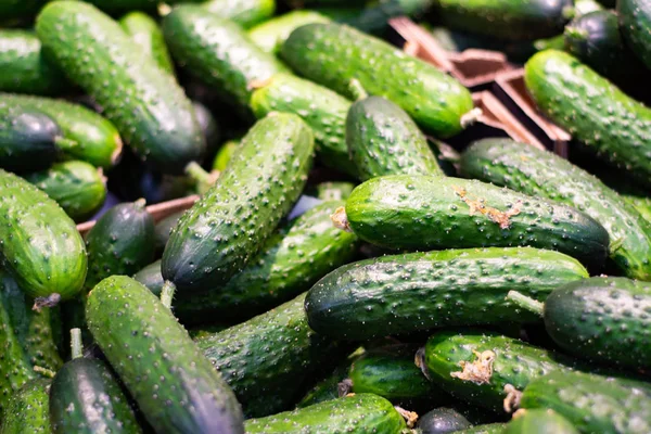 Veel Komkommers Een Doos Winkel — Stockfoto
