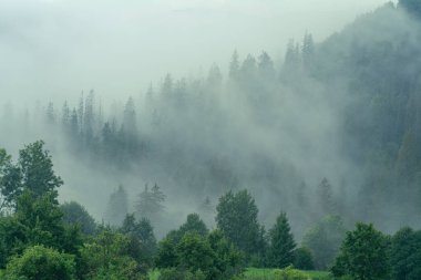 Dağlarda sabah sisi: Yaz günü bulutlarda orman
