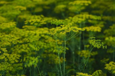 Yazın tarlada çiçek açan dereotlu şemsiyeler.