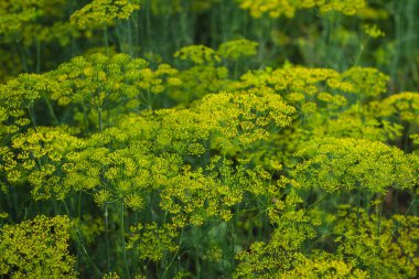 Yazın tarlada çiçek açan dereotlu şemsiyeler.