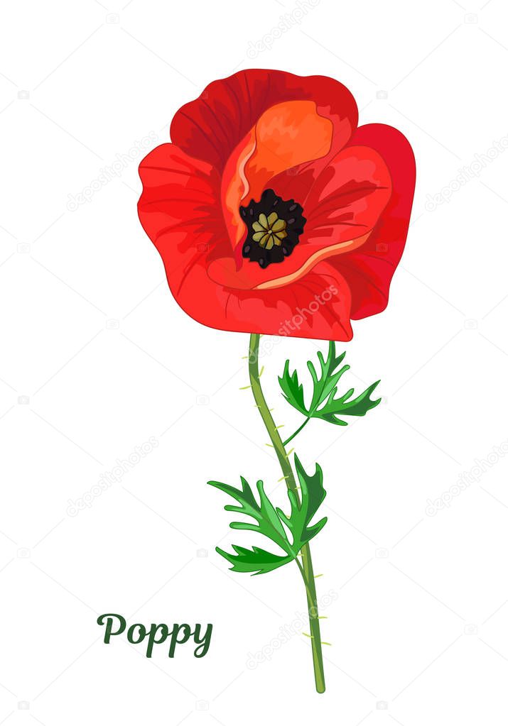 Red poppy with leaves.Botanical isolated image of a beautiful flower.Floral vector illustration.Greeting card for birthday,anniversary, wedding and other holidays.