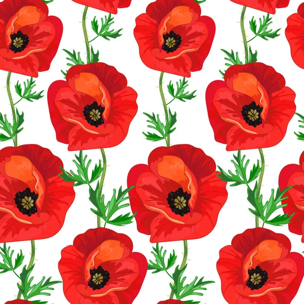 Coquelicots Rouges Feuilles Vertes Sur Fond Blanc Motif Floral Sans — Image vectorielle