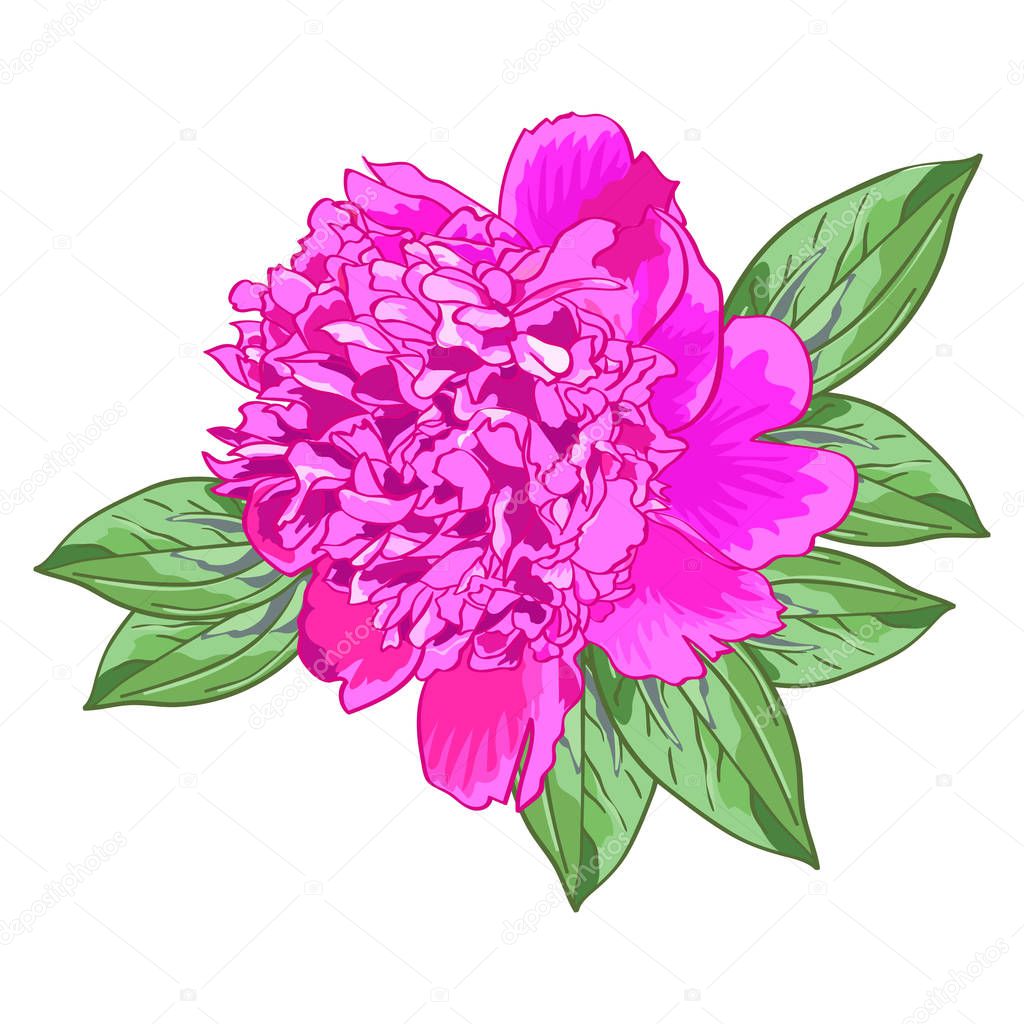 Single pink peony with green leaves on a white background.Beautiful realistic flower.The isolated image on a white background.Vector illustration.Design for greeting card birthday,mother's,wedding.