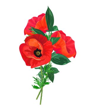 Yaz buket. Tebrik kartı ile kırmızı poppies, yeşil yaprakları. Çiçekler beyaz zemin üzerinde. Vektör çizim.