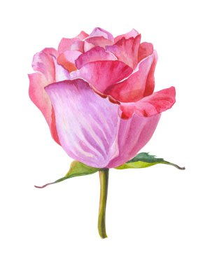 Pembe gül. Bir suluboya çiçek beyaz bir arka plan üzerinde