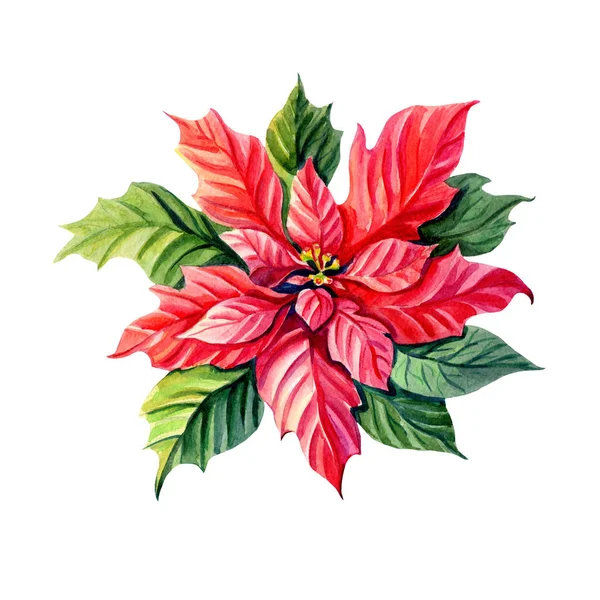 Watercolor Christmas star. Poinsettia. Red flower — Stock Photo, Image