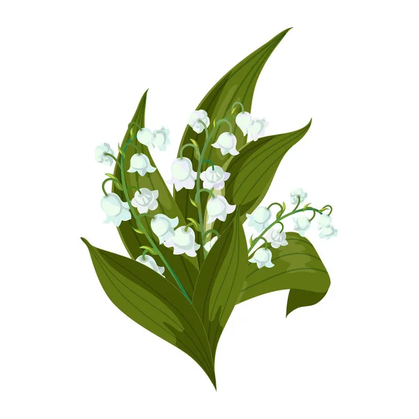 谷的百合5月响铃, 金银花与绿叶在白色背景. — 图库矢量图片