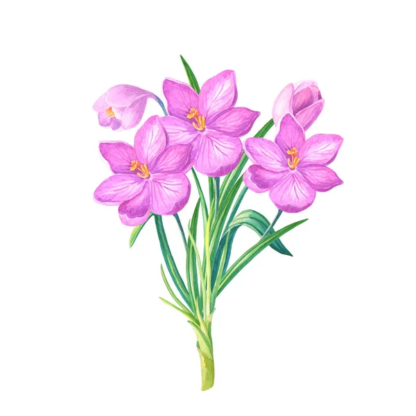 Aquarel illustratie met krokussen of saffraan en harten op een witte background.bouquet van roze bloemen. Groeten kaarten, bruiloft uitnodigingen, verjaardag, lente of zomer vakantie. — Stockfoto
