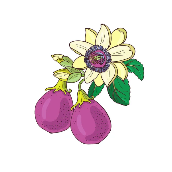 Passionflower Passiflora, Passion Purple, Violet fruit op een witte — Stockvector